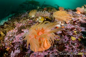 Colorful anemones cover the rocky reef in a kelp forest near Vancouver Island and the Queen Charlotte Strait.  Strong currents bring nutrients to the invertebrate life clinging to the rocks