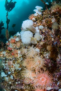 Colorful anemones cover the rocky reef in a kelp forest near Vancouver Island and the Queen Charlotte Strait.  Strong currents bring nutrients to the invertebrate life clinging to the rocks