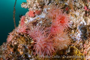Colorful anemones cover the rocky reef in a kelp forest near Vancouver Island and the Queen Charlotte Strait.  Strong currents bring nutrients to the invertebrate life clinging to the rocks