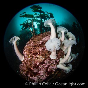 Vancouver Island hosts a profusion of spectacular anemones, on cold water reefs rich with invertebrate life. Browning Pass, Vancouver Island.