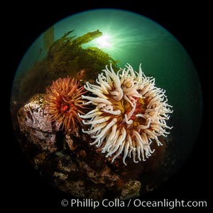 Vancouver Island hosts a profusion of spectacular anemones, on cold water reefs rich with invertebrate life. Browning Pass, Vancouver Island.