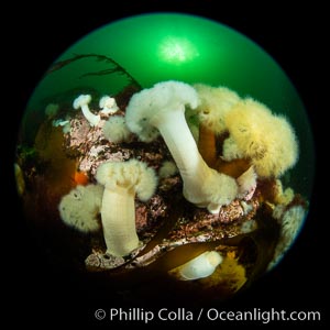 Anemones are found in abundance on a spectacular British Columbia underwater reef, rich with invertebrate life. Browning Pass, Vancouver Island.