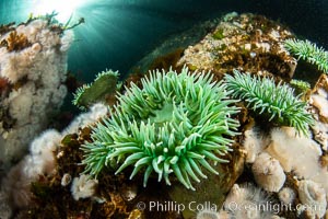 Vancouver Island hosts a profusion of spectacular anemones, on cold water reefs rich with invertebrate life. Browning Pass, Vancouver Island.