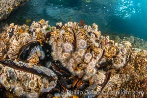 Typical vibrant invertebrate life,  Browning Pass, Vancouver Island.