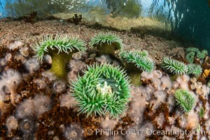 Anemones are found in abundance on a spectacular British Columbia underwater reef, rich with invertebrate life. Browning Pass, Vancouver Island.