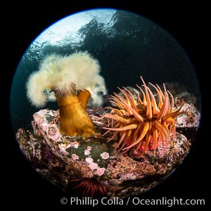 Anemones are found in abundance on a spectacular British Columbia underwater reef, rich with invertebrate life. Browning Pass, Vancouver Island.