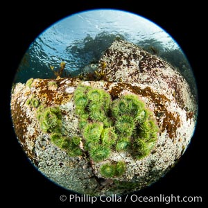 Vancouver Island hosts a profusion of spectacular anemones, on cold water reefs rich with invertebrate life. Browning Pass, Vancouver Island