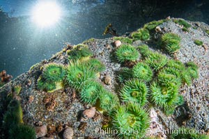 Anemones are found in abundance on a spectacular British Columbia underwater reef, rich with invertebrate life. Browning Pass, Vancouver Island.