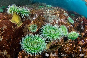 Vancouver Island hosts a profusion of spectacular anemones, on cold water reefs rich with invertebrate life. Browning Pass, Vancouver Island