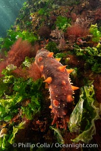 Typical vibrant invertebrate life,  Browning Pass, Vancouver Island