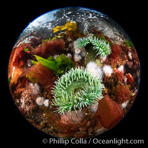 Anemones are found in abundance on a spectacular British Columbia underwater reef, rich with invertebrate life. Browning Pass, Vancouver Island