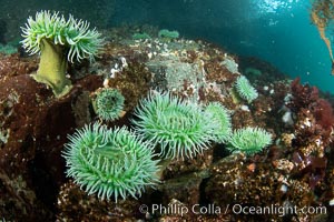 Anemones are found in abundance on a spectacular British Columbia underwater reef, rich with invertebrate life. Browning Pass, Vancouver Island