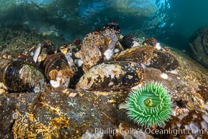 Typical vibrant invertebrate life,  Browning Pass, Vancouver Island