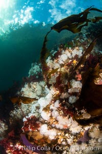 Typical vibrant invertebrate life,  Browning Pass, Vancouver Island