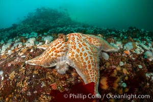 Typical vibrant invertebrate life,  Browning Pass, Vancouver Island