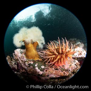 Anemones are found in abundance on a spectacular British Columbia underwater reef, rich with invertebrate life. Browning Pass, Vancouver Island, Metridium farcimen
