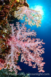 Spectacularly colorful dendronephthya soft corals on South Pacific reef, reaching out into strong ocean currents to capture passing planktonic food, Fiji, Dendronephthya