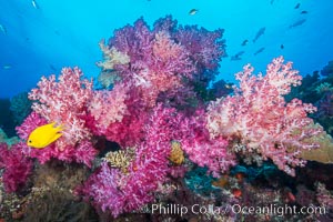 Spectacularly colorful dendronephthya soft corals on South Pacific reef, reaching out into strong ocean currents to capture passing planktonic food, Fiji, Dendronephthya, Nigali Passage, Gau Island, Lomaiviti Archipelago