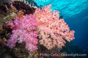 Spectacularly colorful dendronephthya soft corals on South Pacific reef, reaching out into strong ocean currents to capture passing planktonic food, Fiji, Dendronephthya, Namena Marine Reserve, Namena Island