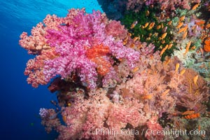 Spectacularly colorful dendronephthya soft corals on South Pacific reef, reaching out into strong ocean currents to capture passing planktonic food, Fiji, Dendronephthya, Vatu I Ra Passage, Bligh Waters, Viti Levu  Island