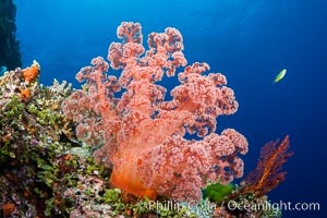 Spectacularly colorful dendronephthya soft corals on South Pacific reef, reaching out into strong ocean currents to capture passing planktonic food, Fiji
