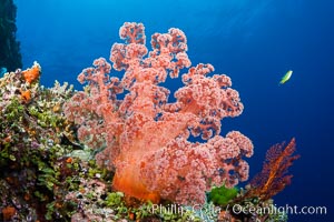 Spectacularly colorful dendronephthya soft corals on South Pacific reef, reaching out into strong ocean currents to capture passing planktonic food, Fiji, Dendronephthya, Vatu I Ra Passage, Bligh Waters, Viti Levu  Island