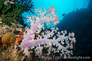 Spectacularly colorful dendronephthya soft corals on South Pacific reef, reaching out into strong ocean currents to capture passing planktonic food, Mount Mutiny, Bligh Waters, Fiji, Dendronephthya, Tubastrea micrantha, Vatu I Ra Passage