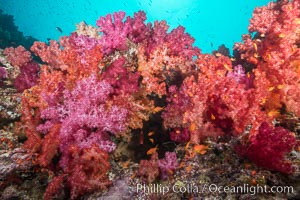 Spectacularly colorful dendronephthya soft corals on South Pacific reef, reaching out into strong ocean currents to capture passing planktonic food, Fiji, Dendronephthya, Gau Island, Lomaiviti Archipelago