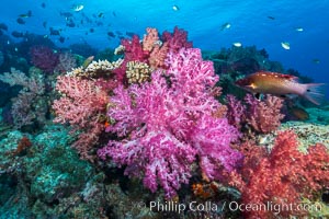 Spectacularly colorful dendronephthya soft corals on South Pacific reef, reaching out into strong ocean currents to capture passing planktonic food, Fiji