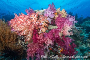 Spectacularly colorful dendronephthya soft corals on South Pacific reef, reaching out into strong ocean currents to capture passing planktonic food, Fiji, Dendronephthya, Nigali Passage, Gau Island, Lomaiviti Archipelago