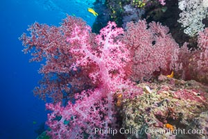 Spectacularly colorful dendronephthya soft corals on South Pacific reef, reaching out into strong ocean currents to capture passing planktonic food, Fiji, Dendronephthya, Namena Marine Reserve, Namena Island