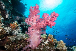 Spectacularly colorful dendronephthya soft corals on South Pacific reef, reaching out into strong ocean currents to capture passing planktonic food, Fiji, Dendronephthya