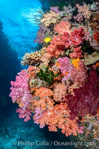 Spectacularly colorful dendronephthya soft corals on South Pacific reef, reaching out into strong ocean currents to capture passing planktonic food, Fiji, Dendronephthya