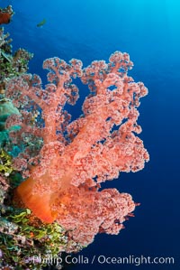 Spectacularly colorful dendronephthya soft corals on South Pacific reef, reaching out into strong ocean currents to capture passing planktonic food, Fiji, Dendronephthya, Vatu I Ra Passage, Bligh Waters, Viti Levu  Island