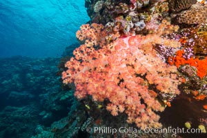 Spectacularly colorful dendronephthya soft corals on South Pacific reef, reaching out into strong ocean currents to capture passing planktonic food, Fiji, Dendronephthya, Vatu I Ra Passage, Bligh Waters, Viti Levu  Island