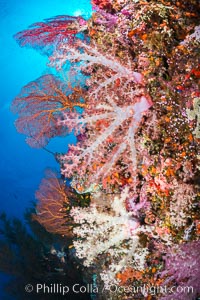Spectacularly colorful dendronephthya soft corals on South Pacific reef, reaching out into strong ocean currents to capture passing planktonic food, Fiji, Dendronephthya, Vatu I Ra Passage, Bligh Waters, Viti Levu  Island