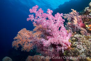 Spectacularly colorful dendronephthya soft corals on South Pacific reef, reaching out into strong ocean currents to capture passing planktonic food, Mount Mutiny, Bligh Waters, Fiji, Dendronephthya, Vatu I Ra Passage