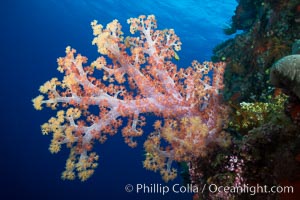 Spectacularly colorful dendronephthya soft corals on South Pacific reef, reaching out into strong ocean currents to capture passing planktonic food, Fiji, Dendronephthya, Vatu I Ra Passage, Bligh Waters, Viti Levu  Island