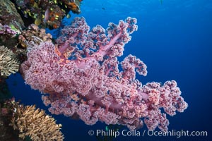 Spectacularly colorful dendronephthya soft corals on South Pacific reef, reaching out into strong ocean currents to capture passing planktonic food, Mount Mutiny, Bligh Waters, Fiji, Dendronephthya, Vatu I Ra Passage