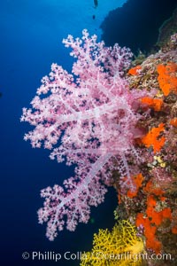 Spectacularly colorful dendronephthya soft corals on South Pacific reef, reaching out into strong ocean currents to capture passing planktonic food, Fiji, Dendronephthya, Vatu I Ra Passage, Bligh Waters, Viti Levu  Island