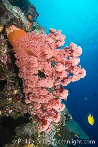 Spectacularly colorful dendronephthya soft corals on South Pacific reef, reaching out into strong ocean currents to capture passing planktonic food, Fiji, Dendronephthya, Vatu I Ra Passage, Bligh Waters, Viti Levu  Island