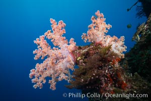 Spectacularly colorful dendronephthya soft corals on South Pacific reef, reaching out into strong ocean currents to capture passing planktonic food, Fiji, Dendronephthya, Vatu I Ra Passage, Bligh Waters, Viti Levu  Island