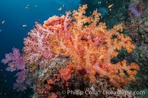 Spectacularly colorful dendronephthya soft corals on South Pacific reef, reaching out into strong ocean currents to capture passing planktonic food, Fiji, Dendronephthya, Gau Island, Lomaiviti Archipelago