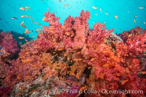 Spectacularly colorful dendronephthya soft corals on South Pacific reef, reaching out into strong ocean currents to capture passing planktonic food, Fiji, Dendronephthya, Gau Island, Lomaiviti Archipelago