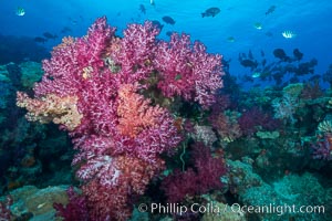 Spectacularly colorful dendronephthya soft corals on South Pacific reef, reaching out into strong ocean currents to capture passing planktonic food, Fiji, Dendronephthya, Nigali Passage, Gau Island, Lomaiviti Archipelago