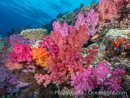 Spectacularly colorful dendronephthya soft corals on South Pacific reef, reaching out into strong ocean currents to capture passing planktonic food, Fiji, Dendronephthya, Nigali Passage, Gau Island, Lomaiviti Archipelago