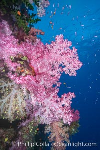 Spectacularly colorful dendronephthya soft corals on South Pacific reef, reaching out into strong ocean currents to capture passing planktonic food, Fiji, Dendronephthya, Namena Marine Reserve, Namena Island