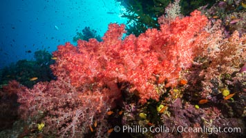 Spectacularly colorful dendronephthya soft corals on South Pacific reef, reaching out into strong ocean currents to capture passing planktonic food, Fiji, Dendronephthya, Namena Marine Reserve, Namena Island