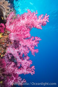 Spectacularly colorful dendronephthya soft corals on South Pacific reef, reaching out into strong ocean currents to capture passing planktonic food, Fiji, Dendronephthya, Namena Marine Reserve, Namena Island