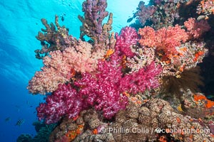 Spectacularly colorful dendronephthya soft corals on South Pacific reef, reaching out into strong ocean currents to capture passing planktonic food, Fiji, Dendronephthya